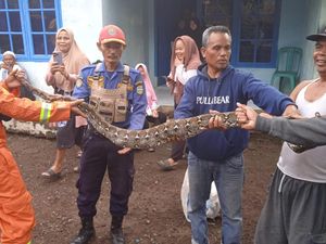 Warga Geger, Tukang Ojek Dikejar Ular Besar di Jalanan Tasik Warga Geger, Tukang Ojek Dikejar Ular Besar di Jalanan Tasik