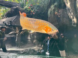 Aquarium Asia Arwana Kalimantan Resmi Dibuka di Kebun Binatang Ueno Jepang