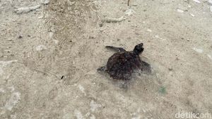 Melihat Rumah Penyu di Kepulauan Seribu