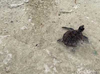 Melihat Rumah Penyu di Kepulauan Seribu
