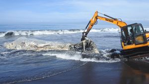 Paus Hidung Botol Mati Terdampar di Pantai Jember