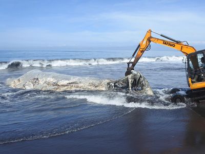 Paus Hidung Botol Mati Terdampar di Pantai Jember