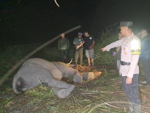 Rubado yang Mati dengan Banyak Cacing di Perut Disebut Gajah Jinak Rubado yang Mati dengan Banyak Cacing di Perut Disebut Gajah Jinak
