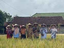 Dukung Swasembada Pangan, PIS Dorong Produktivitas Lahan Petani di Sleman