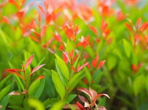 9 Khasiat Daun Pucuk Merah yang Sering Terabaikan