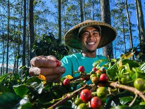 Dirut BRI: Sektor Pertanian Kunci Pastikan Ketahanan Pangan