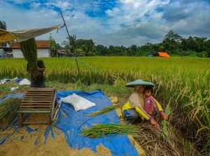 Peran Aktif BRI Dukung Ketahanan Pangan Lewat Penyaluran Kredit
