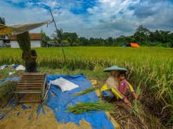 Peran Aktif BRI Dukung Ketahanan Pangan Lewat Penyaluran Kredit