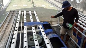 Memanfaatkan Bantaran Sungai Jadi Tempat Budi Daya Lele