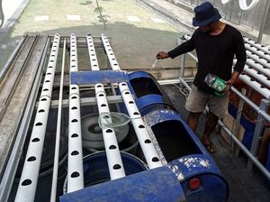 Memanfaatkan Bantaran Sungai Jadi Tempat Budi Daya Lele Memanfaatkan Bantaran Sungai Jadi Tempat Budi Daya Lele