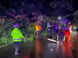 Lagi, Pohon Tumbang di Trenggalek Timpa Pengendara Motor