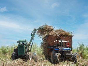 Holding BUMN Pangan Fokus Geber Produksi Gula Tahun Depan Holding BUMN Pangan Fokus Geber Produksi Gula Tahun Depan