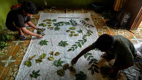 Potret Pembuatan Kain Ecoprint yang Dijual Rp 175 Ribu-Rp 250 Ribu