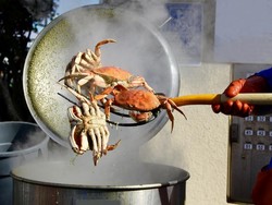 Ternyata Kepiting Bisa Rasakan Sakit ketika Direbus Hidup-hidup