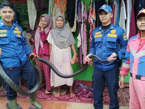 Hendak Masak, Esih Menjerit Lihat King Cobra 4 Meter di Dapurnya Hendak Masak, Esih Menjerit Lihat King Cobra 4 Meter di Dapurnya
