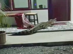 Duh! Buaya 2 Meter Muncul Depan Kamar Penginapan di Mamuju Tengah