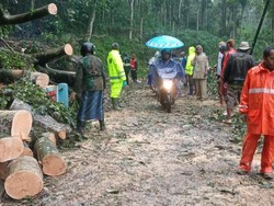 Pohon Beringin Tinggi 11 Meter Tumbang Tutup Akses Jalan di Lawang Malang