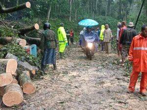 Pohon Beringin Tinggi 11 Meter Tumbang Tutup Akses Jalan di Lawang Malang Pohon Beringin Tinggi 11 Meter Tumbang Tutup Akses Jalan di Lawang Malang