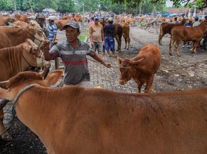Panduan Memilih Hewan Kurban, Tips Mendapatkan yang Terbaik Panduan Memilih Hewan Kurban, Tips Mendapatkan yang Terbaik