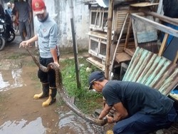 Hii! Ular Sanca 3 Meter Ngumpet di Rumah Warga Pekalongan