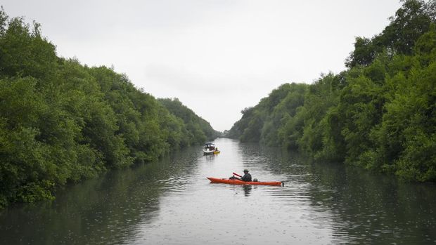 Mitigasi perubahan iklim melalui penanaman mangrove Sejumlah wisatawan menggunakan perahu melintasi perairan yang dikelilingi pohon mangrove di Taman Wisata Alam Mangrove Angke Kapuk, Jakarta, Sabtu (7/12/2024). Menanam mangrove adalah tindakan nyata untuk melestarikan lingkungan sekaligus membantu mengurangi dampak perubahan iklim karena memiliki manfaat di antaranya sebagai pelindung alami pesisir, penyerap karbon yang efektif, penyangga keanekaragaman hayati, serta penyaring alami dan penjaga kualitas air. ANTARA FOTO/Muhammad Ramdan/nz