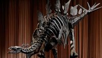 Penampakan Fosil Stegosaurus, Penemuan Langka di Museum AS