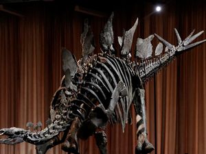 Penampakan Fosil Stegosaurus, Penemuan Langka di Museum AS
