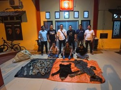 Peran 3 Perangkat Desa di Aceh Terlibat Penjualan Kulit Harimau-Beruang Madu