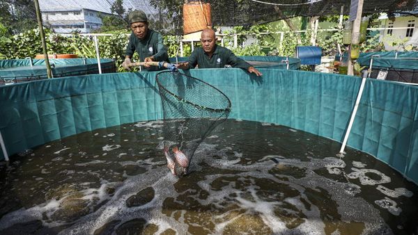 Melihat Budi Daya Ikan Sistem Bioflok di Batam