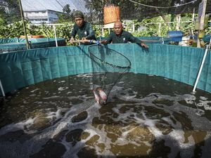 Melihat Budi Daya Ikan Sistem Bioflok di Batam