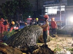 Pohon Trembesi Besar Tumbang di Kota Malang, Arus Lalin Dialihkan