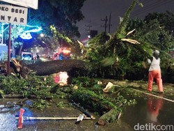 Pohon Trembesi Besar Tumbang di Kota Malang, Lalin Macet 1 Jam