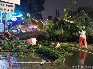 Pohon Trembesi Besar Tumbang di Kota Malang, Lalin Macet 1 Jam Pohon Trembesi Besar Tumbang di Kota Malang, Lalin Macet 1 Jam