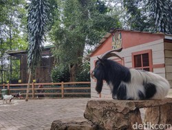 Harga Tiket Kebun Binatang Bandung Terbaru Saat Libur Akhir Tahun 2024