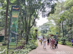 Respons Pemkot untuk Rencana Pengelola Bandung Zoo Respons Pemkot untuk Rencana Pengelola Bandung Zoo