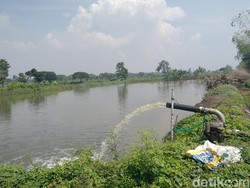 Petani Tambak Lamongan Sedih Bibit Terbatas Saat Musim Tebar Ikan Dimulai