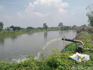 Petani Tambak Lamongan Sedih Bibit Terbatas Saat Musim Tebar Ikan Dimulai Petani Tambak Lamongan Sedih Bibit Terbatas Saat Musim Tebar Ikan Dimulai