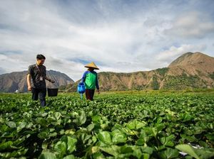 Sektor Pertanian Penyumbang KUR Terbesar di Bank BRI