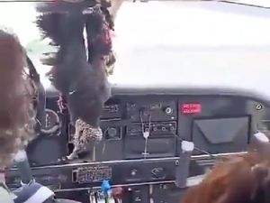 Burung Nasar Tabrak Kaca Depan Pesawat di Brasil, Kok Bisa Tembus? Burung Nasar Tabrak Kaca Depan Pesawat di Brasil, Kok Bisa Tembus?