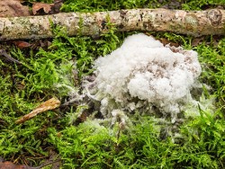 Mengenal Protista Mirip Jamur: Ciri, Struktur, Peran, dan Contoh