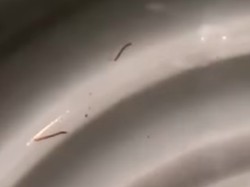 Viral Warga Kutsel Dapat Air Bercacing, PDAM Badung Buka Suara