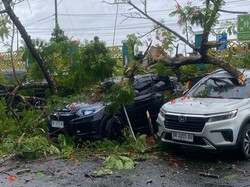 Pohon Tumbang di RSUD Praya, Dua Mobil Rusak