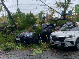 Pohon Tumbang di RSUD Praya, Dua Mobil Rusak Pohon Tumbang di RSUD Praya, Dua Mobil Rusak