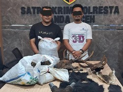 2 Pria di Aceh Ditangkap karena Jual Beli Organ Tubuh Satwa Dilindungi