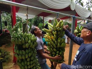 Menengok Kemeriahan Festival Pisang di Kertabumi Ciamis