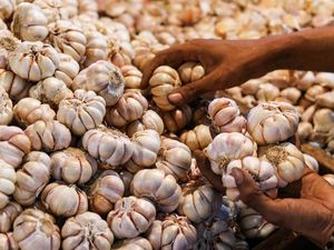 Kejagung Ungkap Sederet Masalah yang Bikin Harga Bawang Putih Sulit Turun Kejagung Ungkap Sederet Masalah yang Bikin Harga Bawang Putih Sulit Turun
