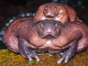 Katak Ungu Ini Disebut Fosil Hidup Zaman Dinosaurus