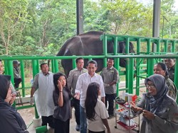 Menteri Kehutanan Perluas Area Penangkaran Gajah dan Badak di TN Way Kambas