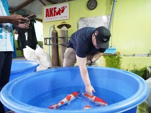 Bupati Berharap Koi Jadi Ikan Hias Identiknya Kabupaten Kediri