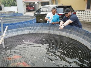 Hanindhito Sebut Potensi Ikan Hias Kabupaten Kediri Sangat Besar